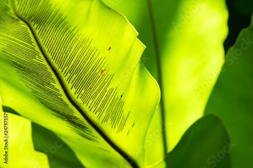 Sun shining through green leaf. Natural background texture.