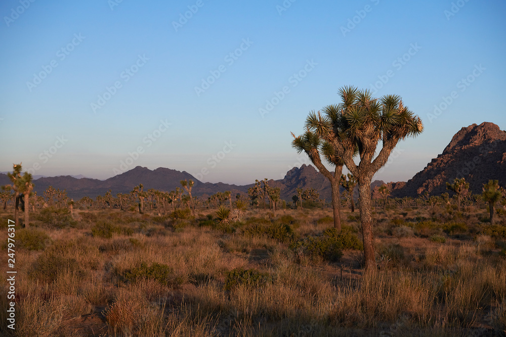 Amazing landscapes at Joshua Tree Park with mountains, rocks and desert plains at sunrise Amazing landscapes at Joshua Tree Park with mountains, rocks and desert plains at sunrise