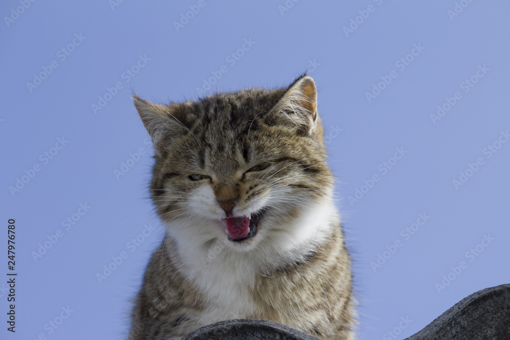  tabby cat with rust and white on the head mews , blue sky background