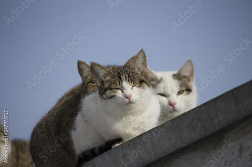 cats on the roof. one of them is squinting in the sun © alan