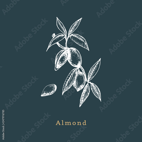 Botanical illustration of almond branch. Seed sketch in vector. Drawn organic food, eco plant in engraving style.