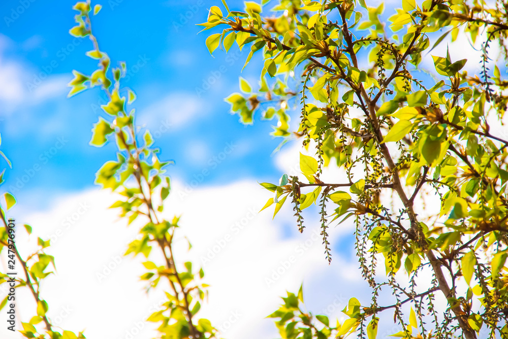 Plants. Greenery. Summer Plants. Greenery. Summer