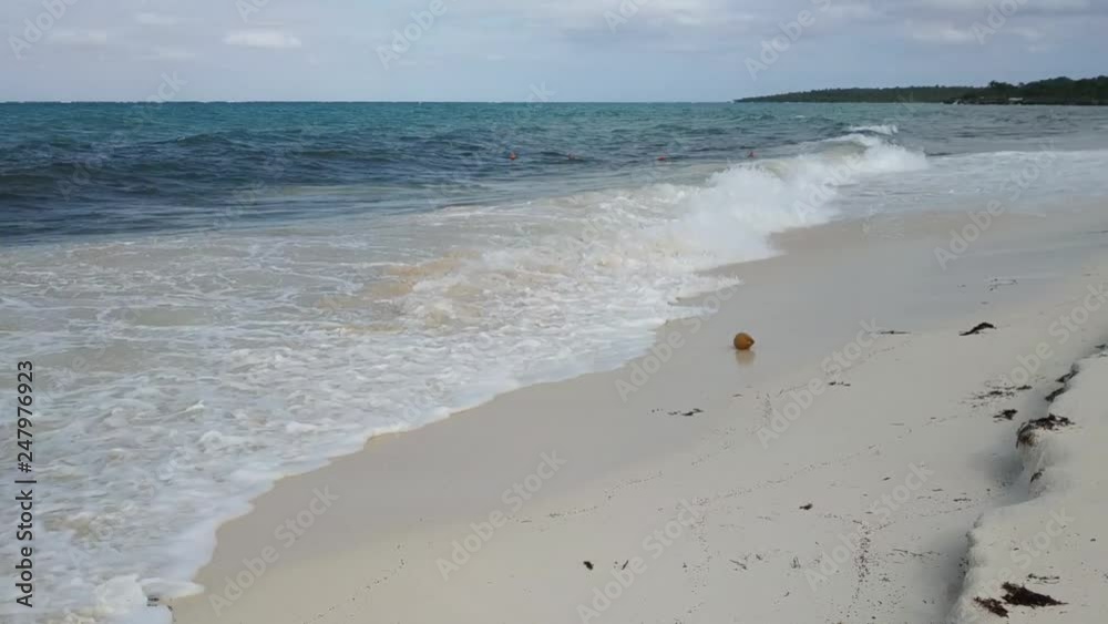 ocean waves pulling a coconut from a white Caribbean sandy beach ocean waves pulling a coconut from a white Caribbean sandy beach