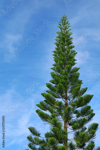 Big pine tree with blue sky in spring time. Nature background concept. © Aungsumol