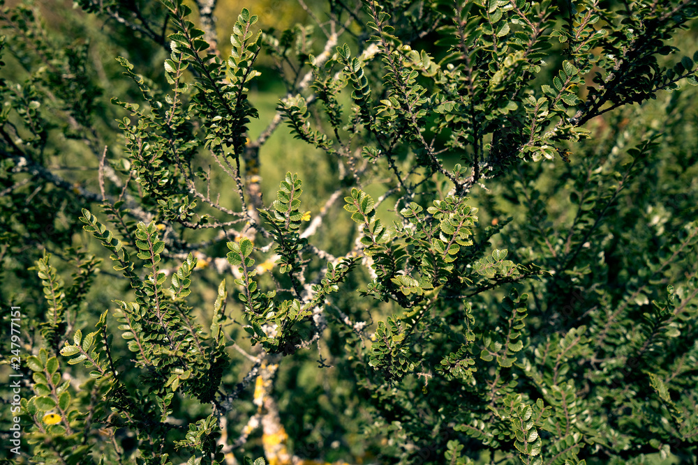 Fototapeta premium Ulmus parviflora Seiryu - Chinesische Ulme