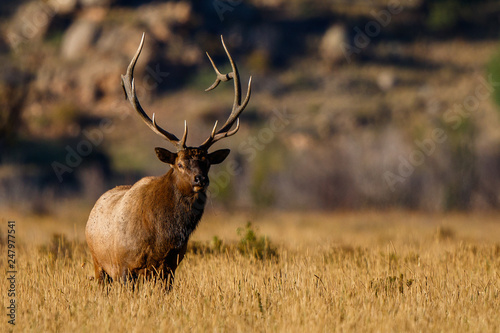 Golden Hour Elk