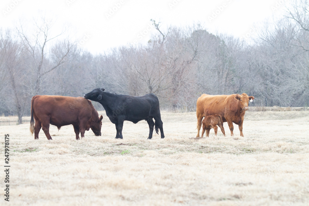 Angus cattle in winter pasture Angus cattle in winter pasture