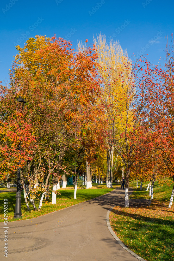 The avenue of beautiful autumn trees against the background of a blue palate.