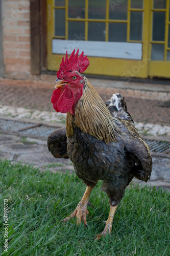 rooster on farm