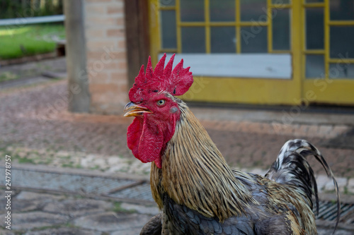 rooster on a farm