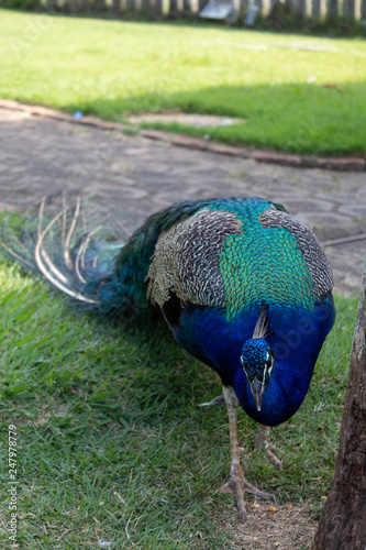 peacock with feathers