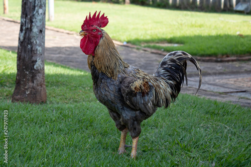 rooster on farm