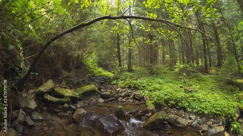 Natural Stream in Forest Wilderness of Carpathian Mountains, with Sound Natural Stream in Forest Wilderness of Carpathian Mountains, with Sound
