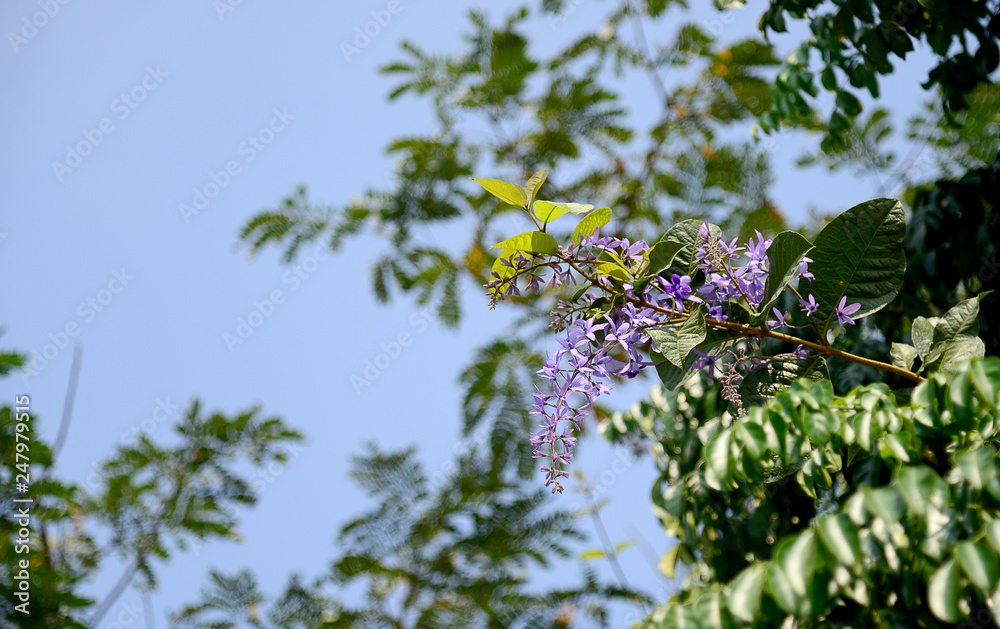 Fototapeta premium Sandpaper Vine beautiful purple flowers