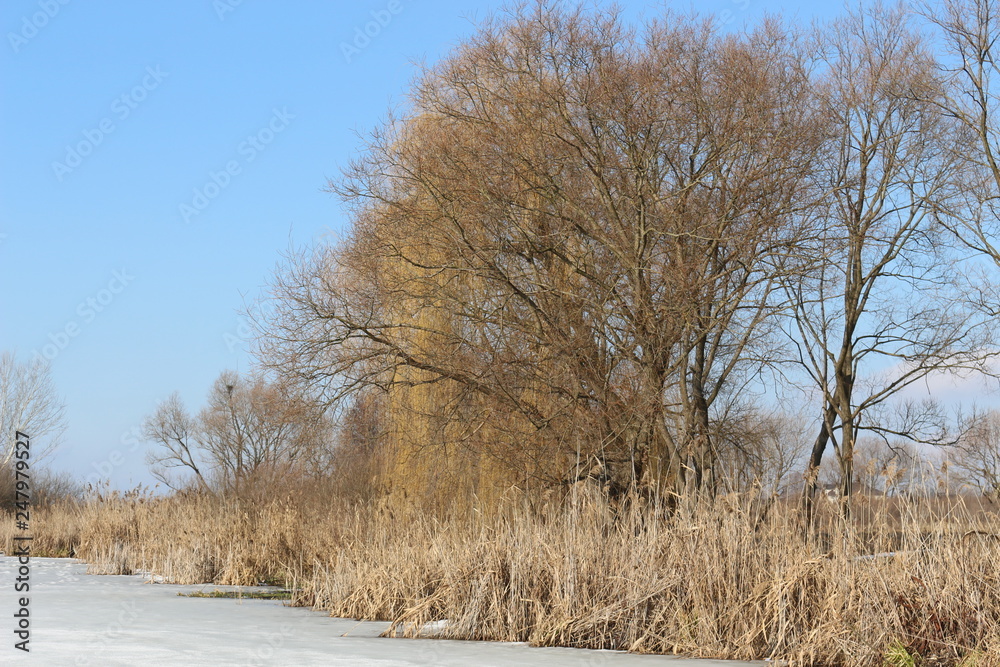 Trees without leaves stand against a blue winter sky Trees without leaves stand against a blue winter sky