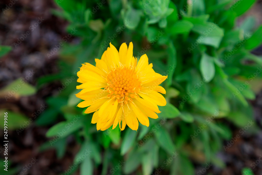 Gaillardia in the botanical garden Gaillardia in the botanical garden