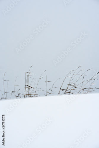Field grass in winter