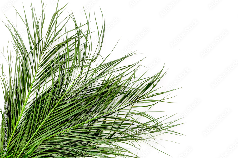 Different tropical green leaves on white background Different tropical green leaves on white background