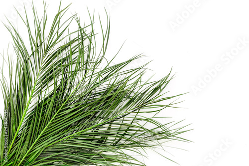 Different tropical green leaves on white background