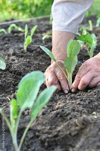 gardener s hands planting a cabbage seedling in the vegetable garden selective focus  vertical composition