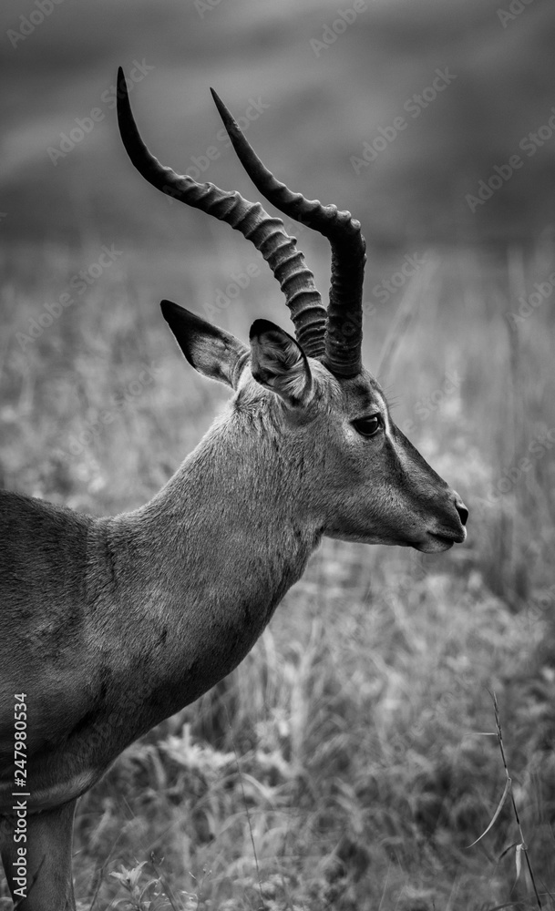 Fototapeta premium Impala portrait