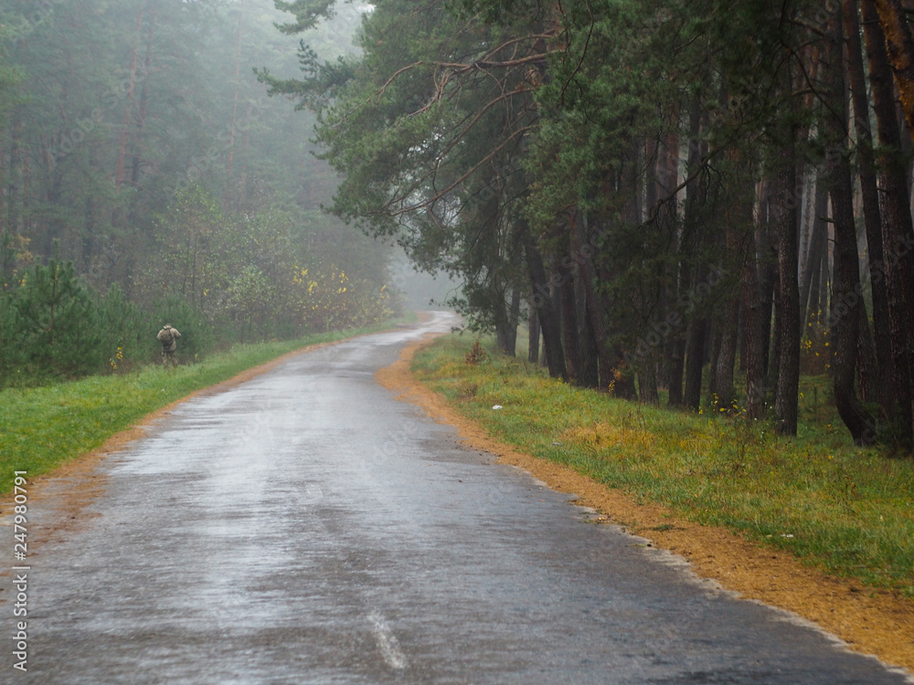 Fototapeta premium The asphalt road along the autumn forest