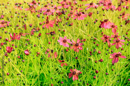 Flowers in the park