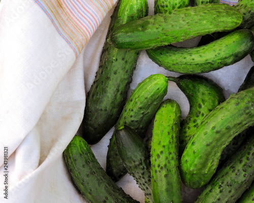 Cucumbers in a box. Copy space. Cucumber harvest. Many green cucumbers. Healthy Organic Green Cucumber pictures in basket. Cucumber background(harvest). Selective focus. Farmer's food.top view.
