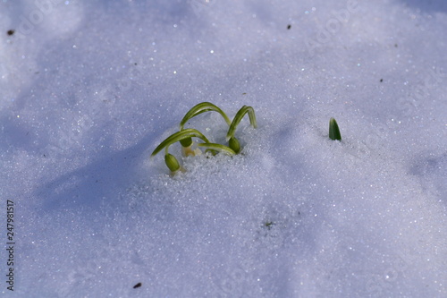 Galanthus nivalis, the snowdrop or common snowdrop in the snow