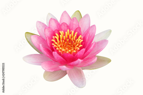 Water lily isolated on white background.