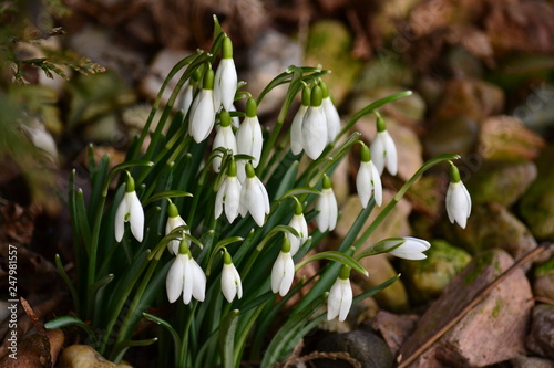 Galanthus nivalis, the snowdrop or common snowdrop