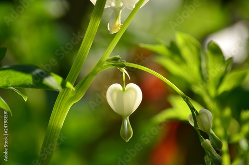 Lamprocapnos spectabilis (Dicentra spectabilis) 