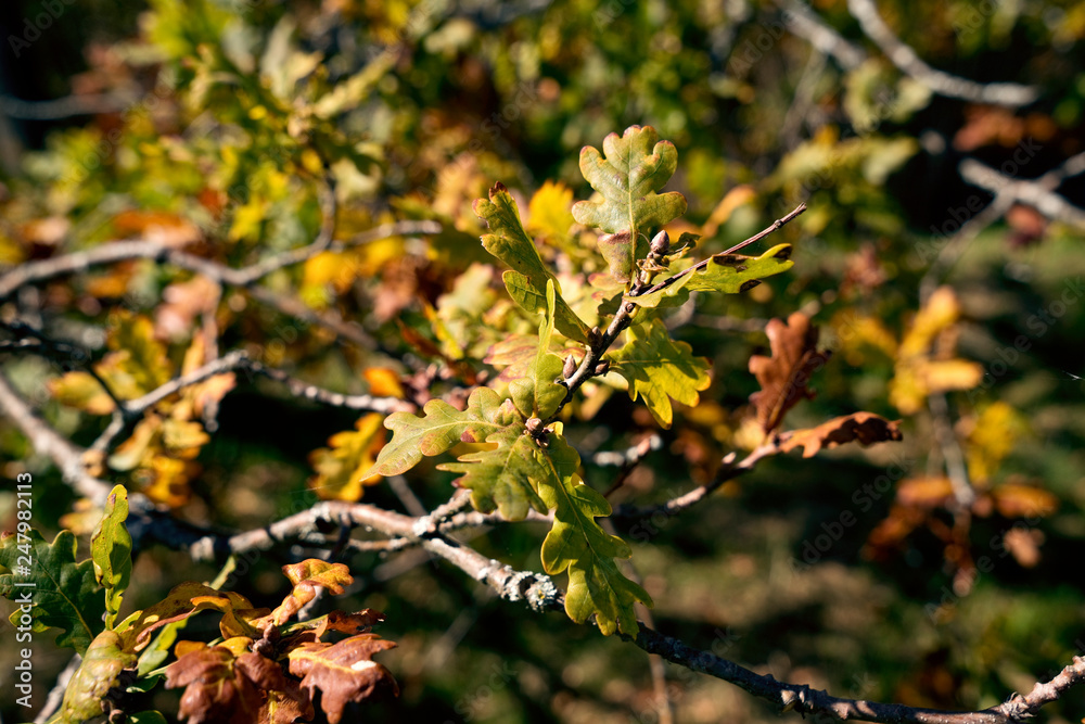Quercus robur Pendula - Stieleiche Quercus robur Pendula - Stieleiche