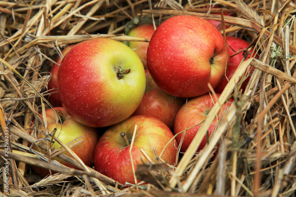 apples in a basket apples in a basket