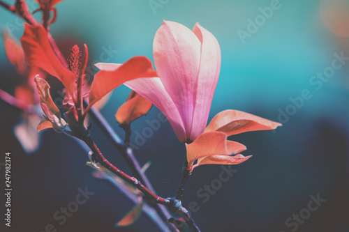 Blossoming magnolia flowers. Springtime. Vintage natural flowers background
