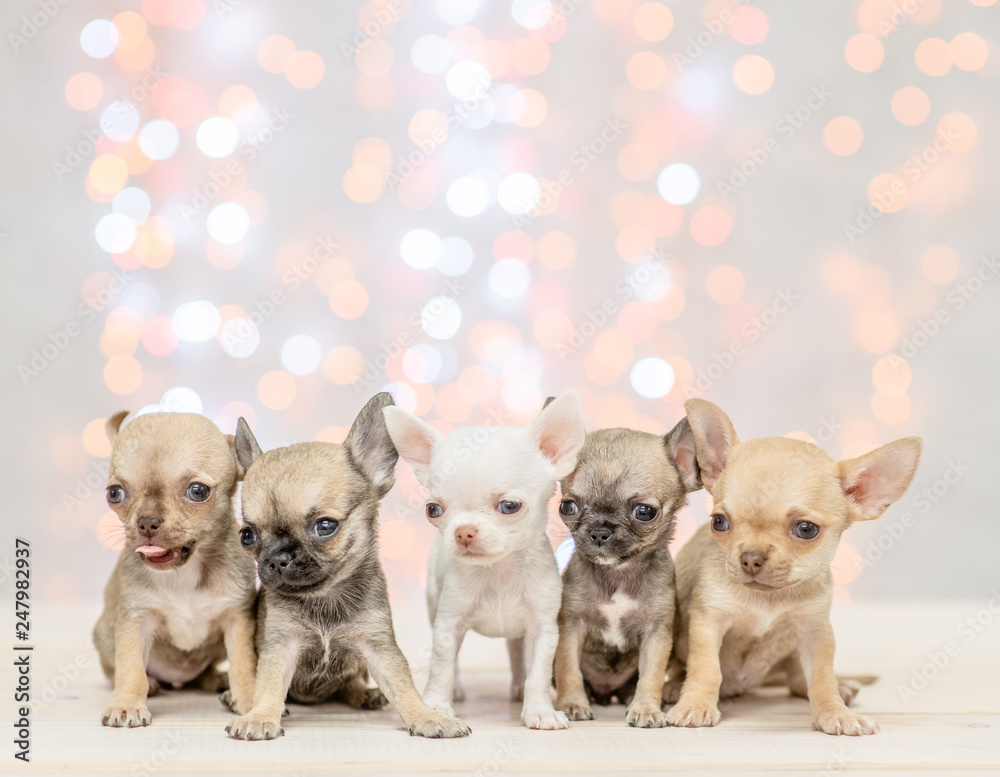 Group of a chihuahua puppies on festive background