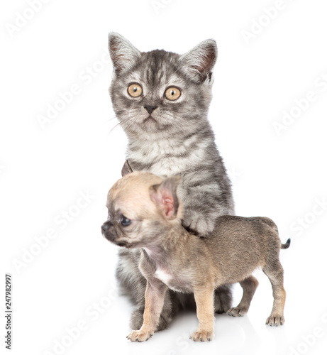 Young cat hugging tiny chihuahua puppy. Isolated on white background