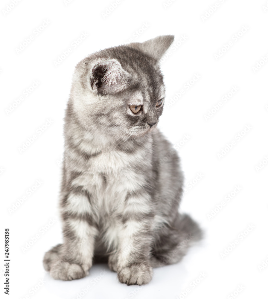 Scottish kitten sitting and looking away. isolated on white background
