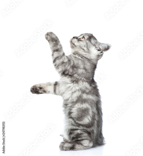 Playful scottish tabby kitten in profile looking up. isolated on white background