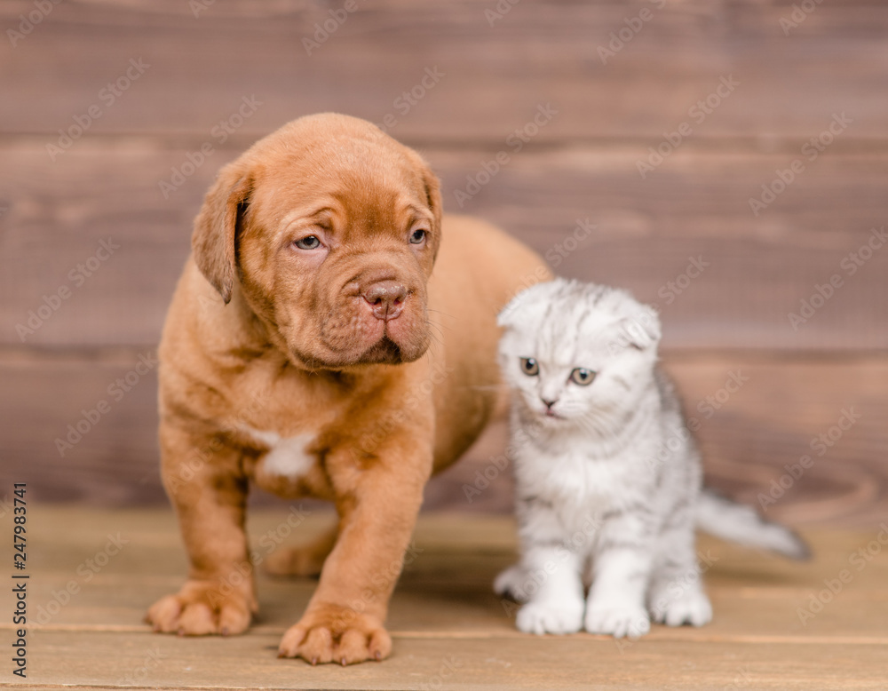 Obraz premium Puppy and kitten on wooden background
