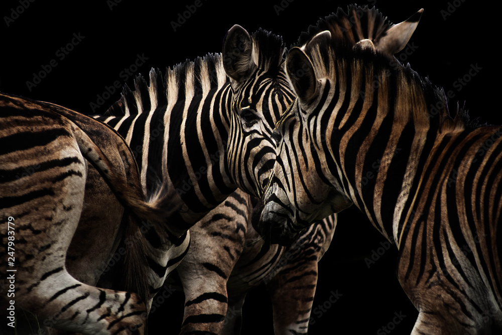 Black zebra herd - obrazy, fototapety, plakaty 