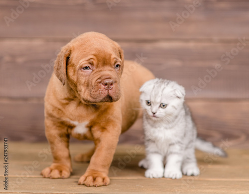 Fototapeta Naklejka Na Ścianę i Meble -  Puppy and kitten on wooden background