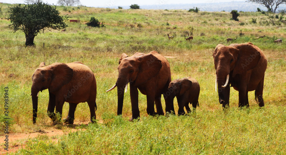Group of elephants walking, Kenya, Africa