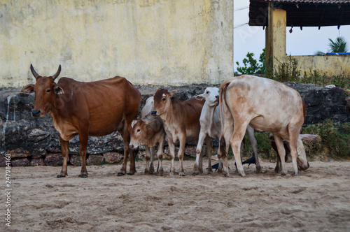 Holy Cow at the Beach, Gokarna, India