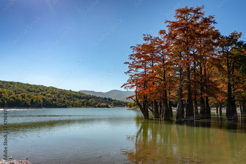 Art from nature. Beautiful landscape with swamp cypress Taxodium distichum appears in the fall. The red and orange cypress needles are reflected in a turquoise-colored lake.
