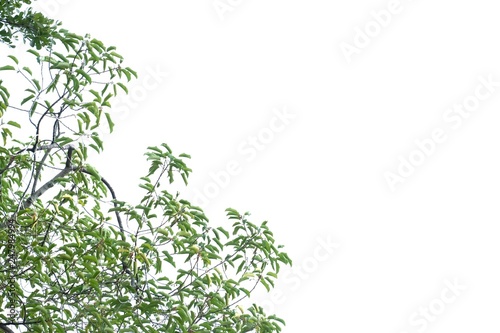 Fototapeta Naklejka Na Ścianę i Meble -  Tropical tree leaf with branches on white isolated background for green foliage backdrop 