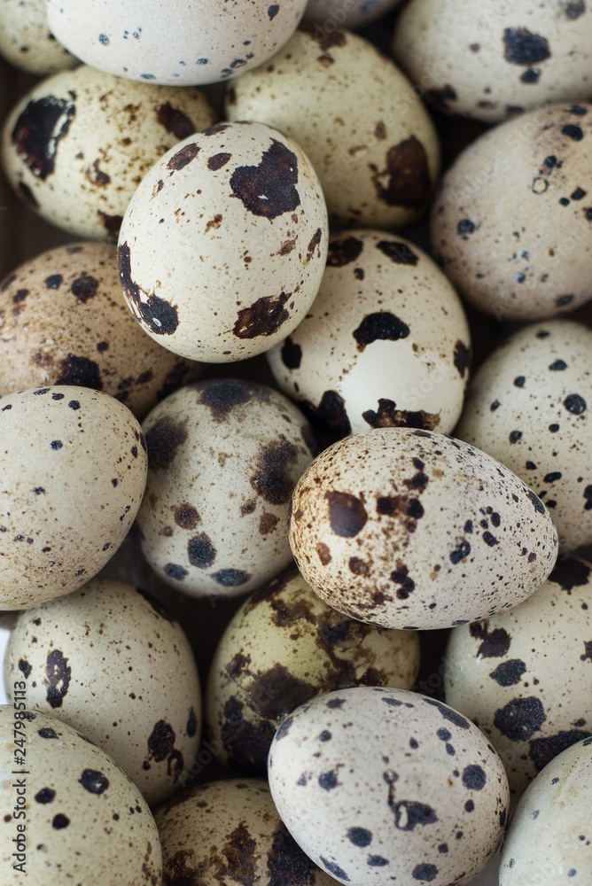 quail eggs . agriculture. eggs background . quail eggs texture . quail eggs . agriculture. eggs background . quail eggs texture .