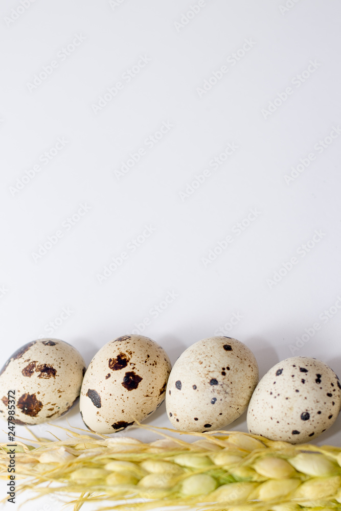 quail eggs isolated on white . eggs background