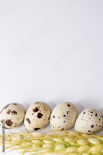 quail eggs isolated on white . eggs background