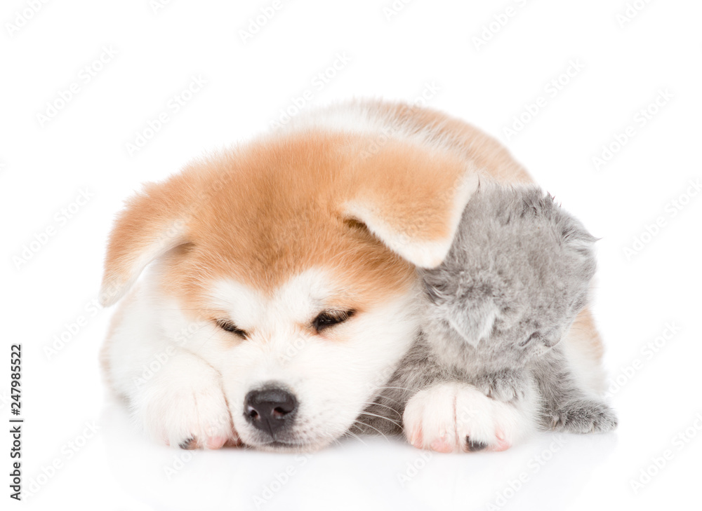 Sleepy Akita inu puppy hugging baby kitten. isolated on white background Sleepy Akita inu puppy hugging baby kitten. isolated on white background